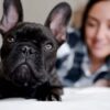 Are french bulldog cuddly