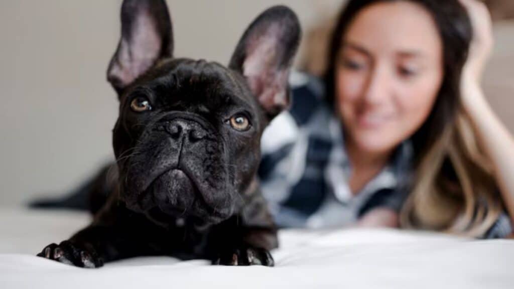 Are french bulldog cuddly