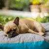 French bulldog sleep to much