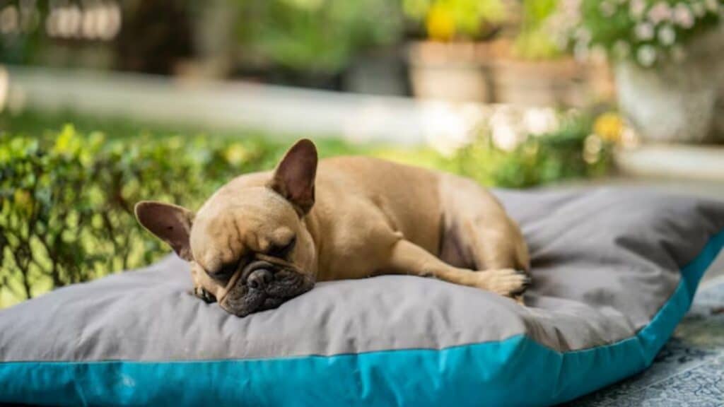 French bulldog sleep to much