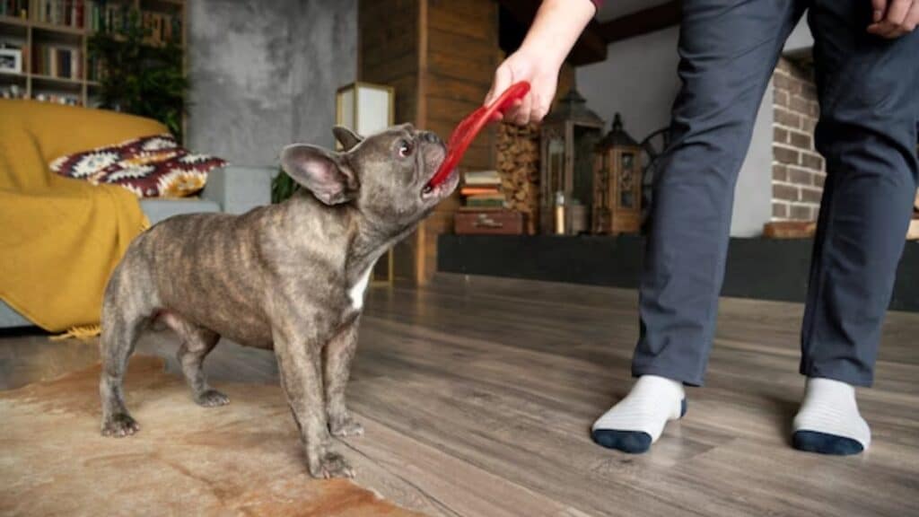 French bulldog traning