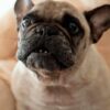 do french bulldog bark a lot
