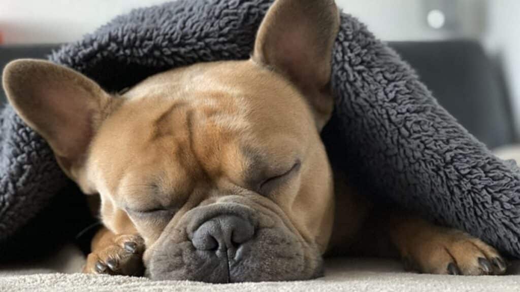 do french bulldog sleep a lot