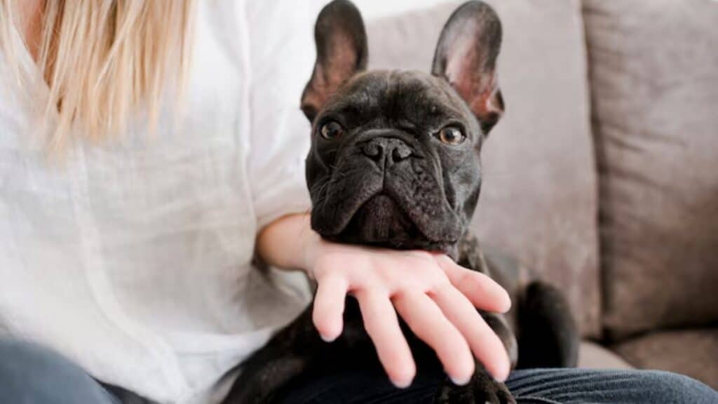 _french bulldog cuddly nature