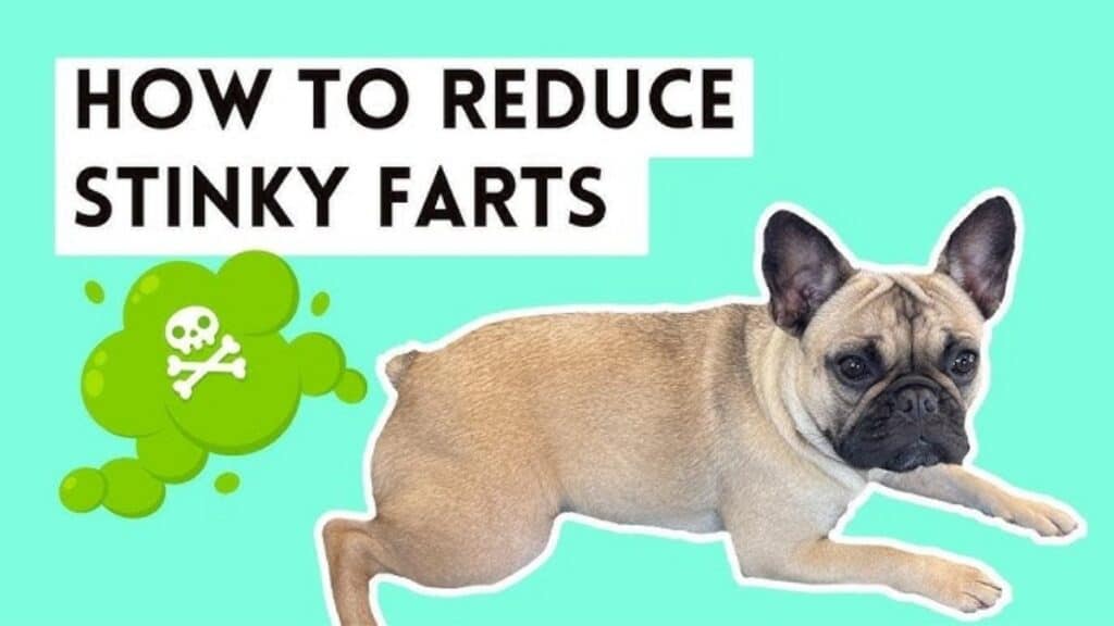 How to Prevent a Frenchie from Excessive Farting?