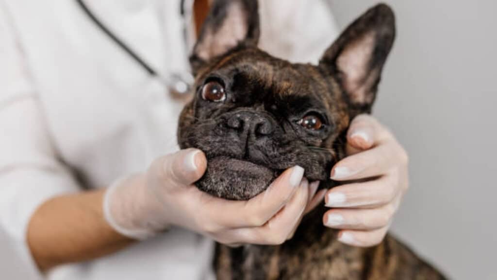 french bulldog health issues