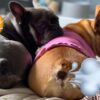why french bulldog fart a lot