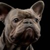 why french bulldog hyper