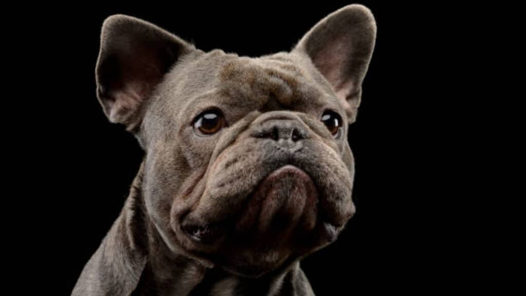 why french bulldog hyper