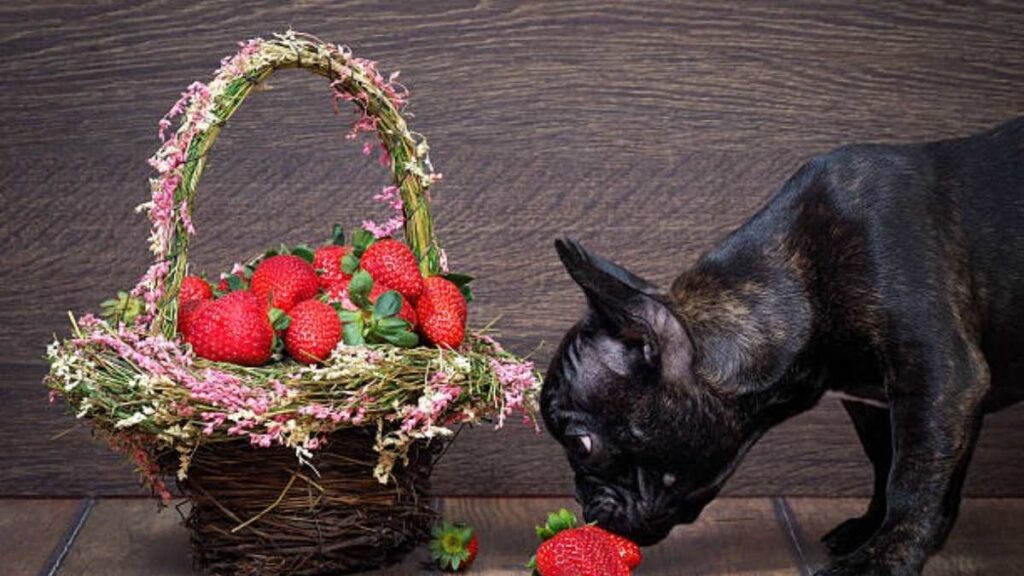 Can French Bulldogs have strawberries