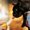 Can French bulldog eat bananas