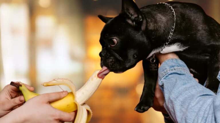 Can French bulldog eat bananas