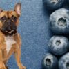 Can French bulldog eat blueberries