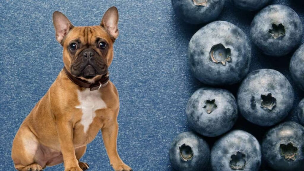 Can French bulldog eat blueberries