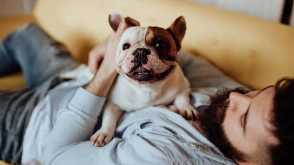 Ethical Breeding Practices for french bulldog