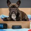 French Bulldog Whelping Process