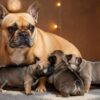 How Many Puppies Can French Bulldogs Have - The Ultimate Guide
