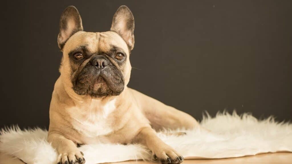 Introduction to French Bulldog Genetics