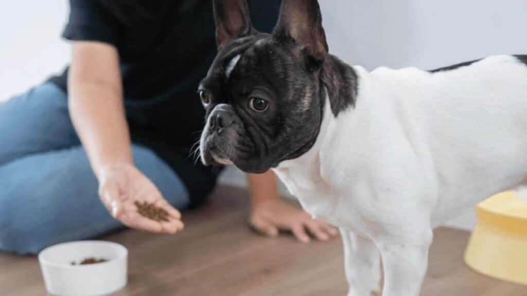 Is Beef Safe for French Bulldogs