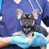 Understanding French Bulldog Genetics A Comprehensive Guide
