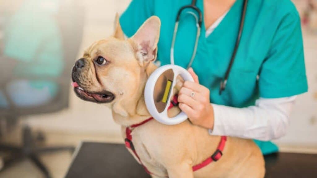 What to Do If Your Dog Has an Allergic Reaction