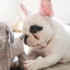Frenchbulldog daily routin