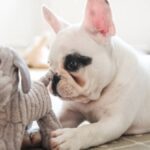 Frenchbulldog daily routin