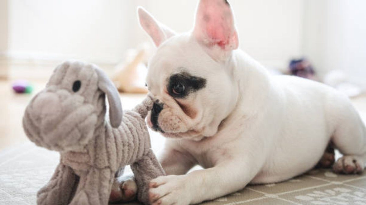 Frenchbulldog daily routin