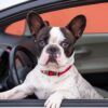 How to Travel Safely with Your French Bulldog in the Car