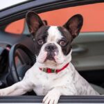 How to Travel Safely with Your French Bulldog in the Car