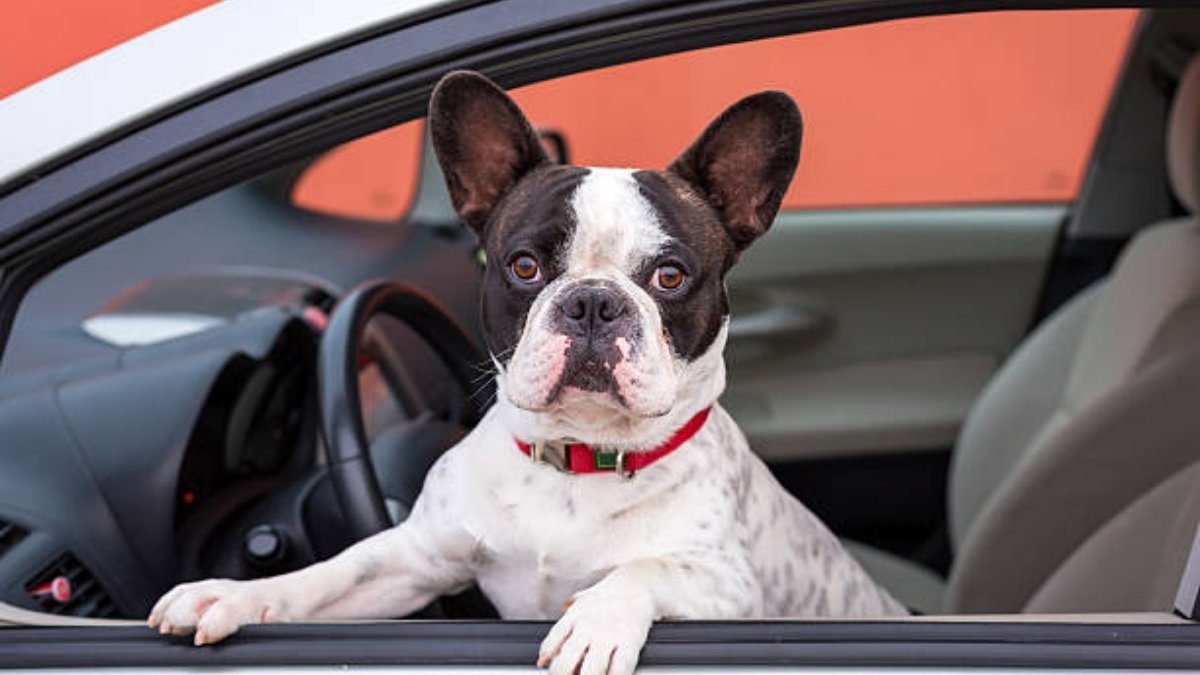 How to Travel Safely with Your French Bulldog in the Car