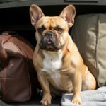 Travling with french bulldog
